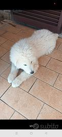Maremmano Abruzzese