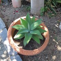 agave attenuata