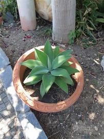agave attenuata