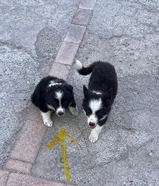 Cucciolo border collie