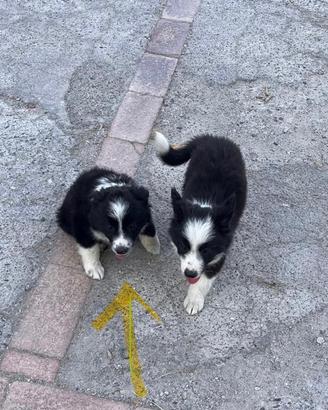 Cucciolo border collie