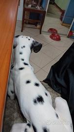 Dalmata