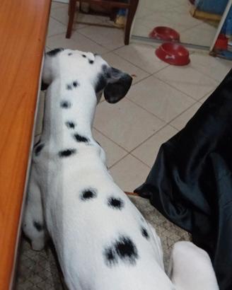 Dalmata