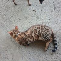 Gatto cuccioli di bengala