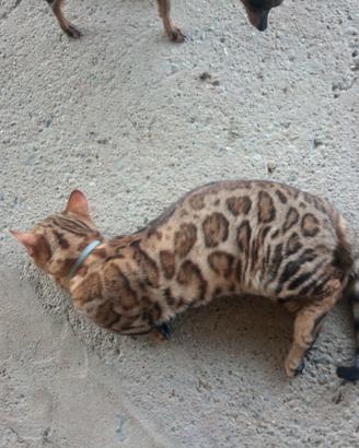 Gatto cuccioli di bengala