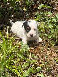 Jack Russell