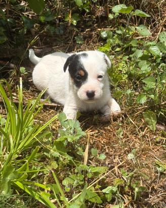 Jack Russell