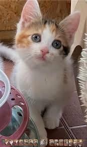 gattini mix siamese/ persiano 