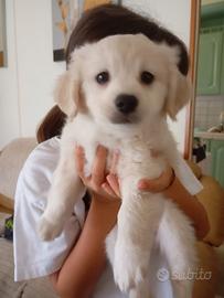 Cucciolo di Maltipoo