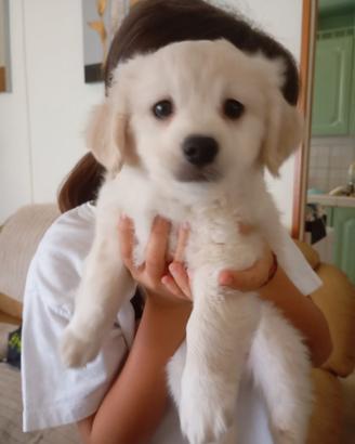 Cucciolo di Maltipoo