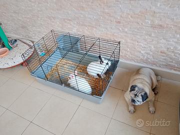 Conigli nani