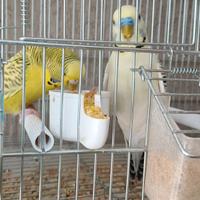 Pulli di cocorita clearbody