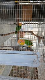 Caicchi