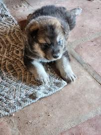 Cuccioli maschi due mesi