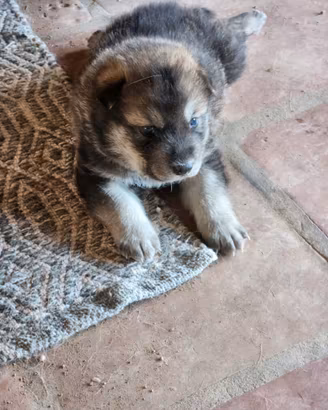 Cuccioli maschi due mesi
