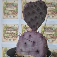 piante grasse Cactus 