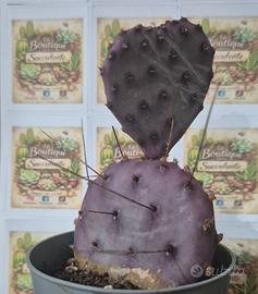 piante grasse Cactus 