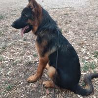 Cucciolo pastore tedesco