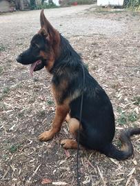 Cucciolo pastore tedesco