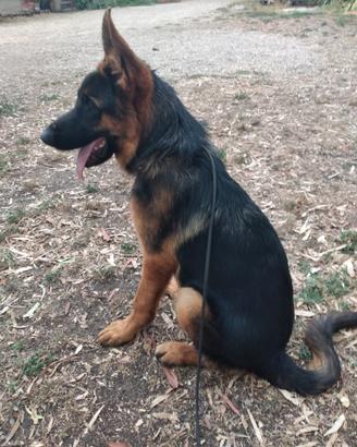 Cucciolo pastore tedesco