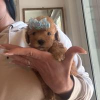 Cuccioli Barboncino Red