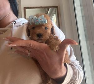 Cuccioli Barboncino Red