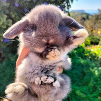 Coniglio nano mini lop