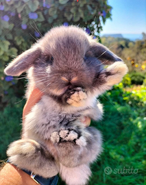 Coniglio nano mini lop