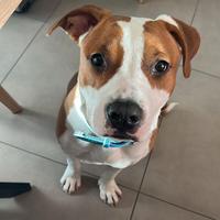 American staffordshire terrier