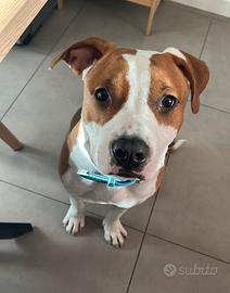 American staffordshire terrier