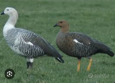 Oca di Magellano
