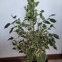 Pianta di Ficus benjamina