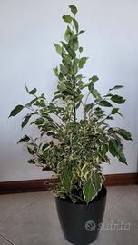 Pianta di Ficus benjamina