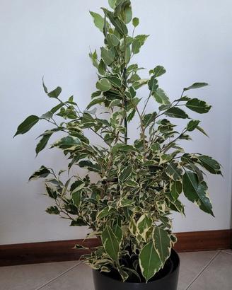 Pianta di Ficus benjamina
