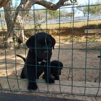 Cane corso