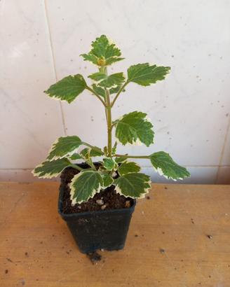 Piante di incenso in vaso