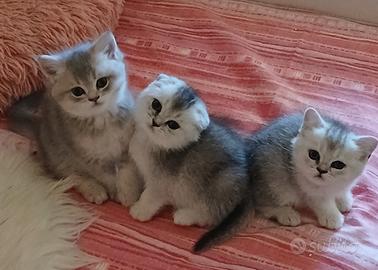 Cuccioli Straight/Fold
