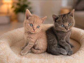 Gatto Blu British Shorthair
