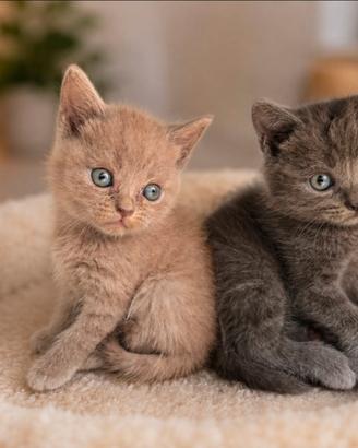 Gatto Blu British Shorthair