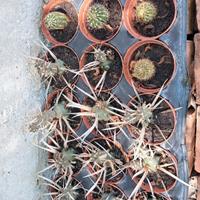 Vasetti piantine grasse