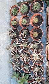 Vasetti piantine grasse