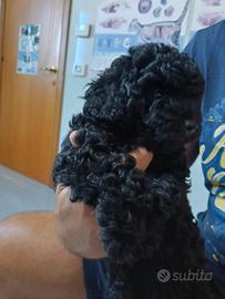 Barboncino nero toy