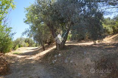 TER. AGRICOLO A TIVOLI