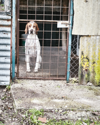 Pointer inglese