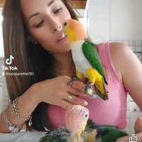 Caicco testa gialla , caicco testa nera