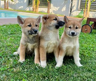 Allevamento e negozio ( cuccioli di shiba inu)