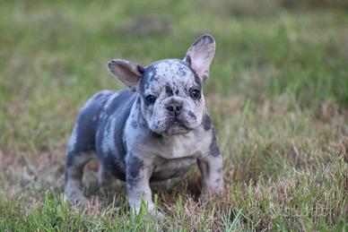 Cuccioli di bulldog franceso merle maschi