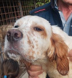 Setter inglese