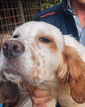 Setter inglese