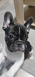 Bulldog Francese